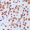 Sodium Voltage-Gated Channel Alpha Subunit 1 antibody, LS-C352820, Lifespan Biosciences, Immunohistochemistry frozen image 
