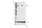 HIF1-alpha antibody, 79233S, Cell Signaling Technology, Western Blot image 