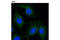 RAB5A, Member RAS Oncogene Family antibody, 2143T, Cell Signaling Technology, Immunofluorescence image 