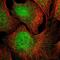 Glypican 5 antibody, NBP2-55481, Novus Biologicals, Immunofluorescence image 