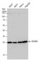 Enoyl-CoA Hydratase, Short Chain 1 antibody, GTX114376, GeneTex, Western Blot image 