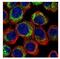 Phosphodiesterase 4D antibody, NBP1-31131, Novus Biologicals, Immunofluorescence image 