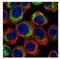 cAMP-specific 3 ,5 -cyclic phosphodiesterase 4D antibody, NBP1-31131, Novus Biologicals, Immunofluorescence image 