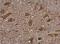 N-Acetyl-Alpha-Glucosaminidase antibody, NBP2-19465, Novus Biologicals, Immunohistochemistry paraffin image 