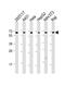 SNW Domain Containing 1 antibody, M03854, Boster Biological Technology, Western Blot image 