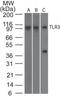 Toll Like Receptor 3 antibody, NBP2-27405, Novus Biologicals, Western Blot image 