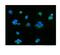 Apoptosis Inducing Factor Mitochondria Associated 1 antibody, PB9366, Boster Biological Technology, Immunofluorescence image 