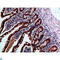 Interleukin 37 antibody, LS-C813887, Lifespan Biosciences, Immunohistochemistry paraffin image 