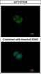 Hypoxanthine Phosphoribosyltransferase 1 antibody, GTX101148, GeneTex, Immunofluorescence image 