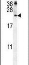 C-C motif chemokine 21 antibody, PA5-23643, Invitrogen Antibodies, Western Blot image 