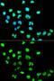 MutS Homolog 6 antibody, GTX65844, GeneTex, Immunofluorescence image 