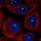 Tripartite Motif Containing 52 antibody, NBP2-31651, Novus Biologicals, Immunofluorescence image 