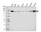 MCC Regulator Of WNT Signaling Pathway antibody, A00711-1, Boster Biological Technology, Western Blot image 