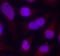 Myocyte Enhancer Factor 2A antibody, STJ22287, St John