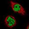 Ribonuclease kappa antibody, PA5-55083, Invitrogen Antibodies, Immunofluorescence image 