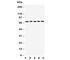 PD-L1 antibody, R30949, NSJ Bioreagents, Western Blot image 