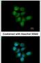 Transketolase Like 1 antibody, PA5-28977, Invitrogen Antibodies, Immunofluorescence image 