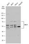 SHC Adaptor Protein 1 antibody, NBP2-20352, Novus Biologicals, Western Blot image 