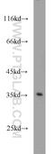 Syndecan Binding Protein 2 antibody, 10407-1-AP, Proteintech Group, Western Blot image 