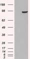 Phosphodiesterase 5A antibody, 46-153, ProSci, Enzyme Linked Immunosorbent Assay image 