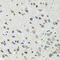 Coiled-Coil Domain Containing 124 antibody, 15-473, ProSci, Immunohistochemistry frozen image 