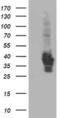 HSPA (Hsp70) Binding Protein 1 antibody, MA5-25667, Invitrogen Antibodies, Western Blot image 