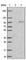 Zinc Finger AN1-Type Containing 4 antibody, HPA037839, Atlas Antibodies, Western Blot image 