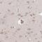 Transmembrane Protein 229A antibody, NBP2-33783, Novus Biologicals, Immunohistochemistry paraffin image 