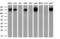 Transforming Acidic Coiled-Coil Containing Protein 3 antibody, M02876-1, Boster Biological Technology, Western Blot image 