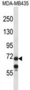 Midline 1 antibody, abx027403, Abbexa, Western Blot image 