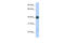 A3b antibody, 25-941, ProSci, Enzyme Linked Immunosorbent Assay image 