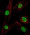 Spi-1 Proto-Oncogene antibody, PA5-35158, Invitrogen Antibodies, Immunofluorescence image 