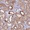 Protocadherin 12 antibody, PA5-62354, Invitrogen Antibodies, Immunohistochemistry frozen image 