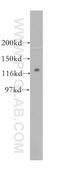 Protein Phosphatase 1 Regulatory Subunit 12B antibody, 13366-1-AP, Proteintech Group, Western Blot image 