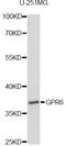 G Protein-Coupled Receptor 6 antibody, A09376, Boster Biological Technology, Western Blot image 