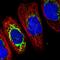Transmembrane And Coiled-Coil Domains 6 antibody, HPA037474, Atlas Antibodies, Immunocytochemistry image 
