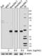 MCL1 Apoptosis Regulator, BCL2 Family Member antibody, 695702, BioLegend, Immunofluorescence image 