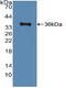 ATP Binding Cassette Subfamily A Member 1 antibody, abx128016, Abbexa, Western Blot image 