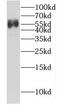 G3BP Stress Granule Assembly Factor 1 antibody, FNab03267, FineTest, Western Blot image 