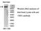 Intersectin 1 antibody, MBS416520, MyBioSource, Western Blot image 