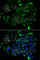 Eukaryotic Translation Elongation Factor 1 Beta 2 antibody, A6580, ABclonal Technology, Immunofluorescence image 