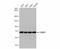 G3BP Stress Granule Assembly Factor 1 antibody, NBP2-16563, Novus Biologicals, Western Blot image 