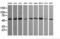 Tripartite Motif Containing 45 antibody, TA505922AM, Origene, Western Blot image 