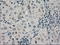 Crystallin Alpha B antibody, LS-C784377, Lifespan Biosciences, Immunohistochemistry frozen image 