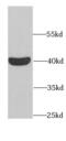 mRNA export factor antibody, FNab07086, FineTest, Western Blot image 