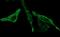 BH3 Interacting Domain Death Agonist antibody, NBP2-46575, Novus Biologicals, Immunofluorescence image 