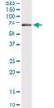 Guanylate Binding Protein 1 antibody, LS-B4320, Lifespan Biosciences, Western Blot image 