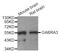 Gamma-Aminobutyric Acid Type A Receptor Alpha3 Subunit antibody, abx007309, Abbexa, Western Blot image 