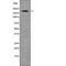 BRCA1 DNA Repair Associated antibody, abx148683, Abbexa, Western Blot image 