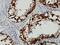 Deleted In Azoospermia 1 antibody, H00001617-M06, Novus Biologicals, Immunohistochemistry frozen image 